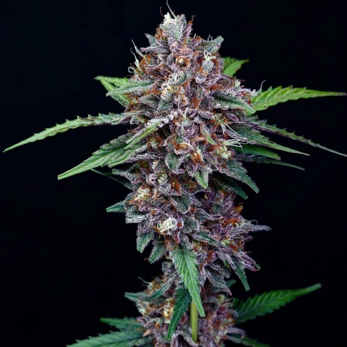 Galactic Buldge (AUTO)