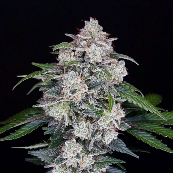 Apple Pyramids (AUTO)