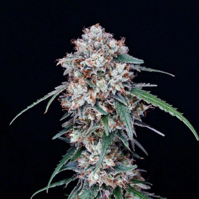 Melted Oranges (AUTO)