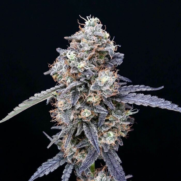 Creamy Abdul Jabbar (AUTO)