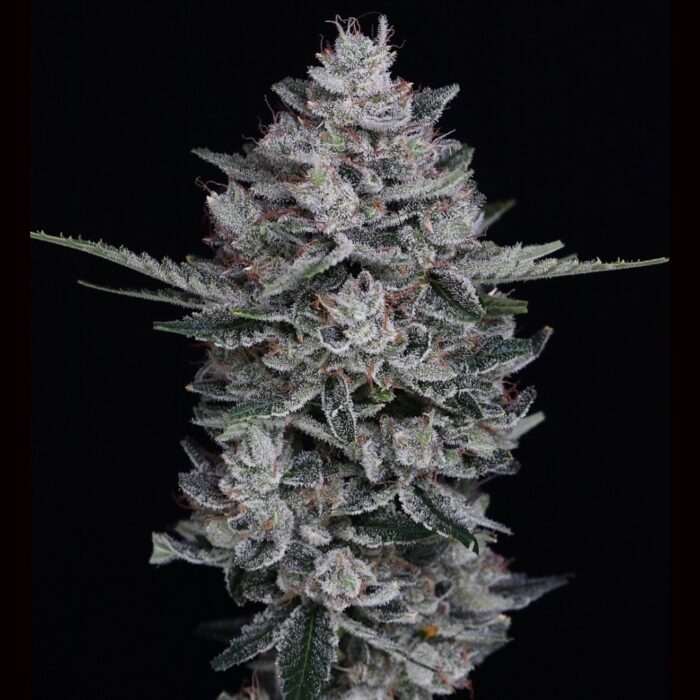 Sour Blackberry Octane (AUTO)