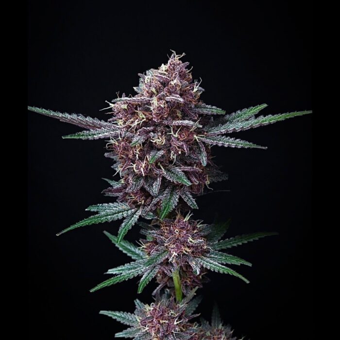 Strawguavaz (AUTO)