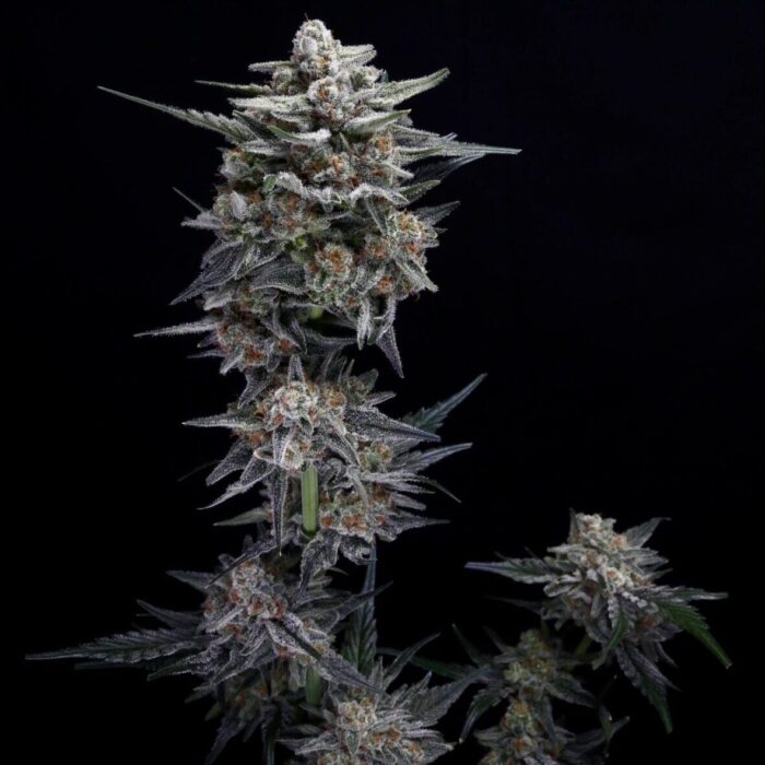 Densuke Watermelon (AUTO)