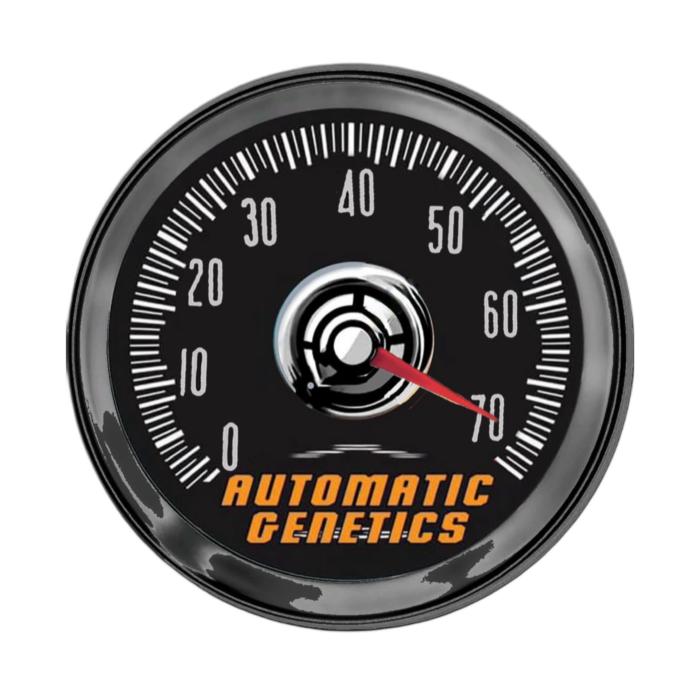 Autoflower - Feminized